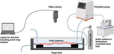 Novel insights into mechanisms of inhibition of colonic motility by loperamide